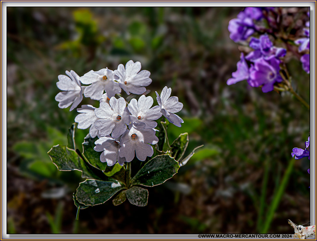 Primevère marginée